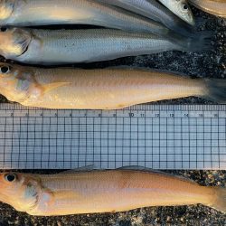 いつまでキスは釣れるかな?ついに落ちギス来るか。